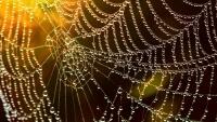 pavučina web-586177 1280